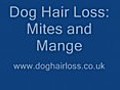 Dog Hair Loss Mange and Mites | BahVideo.com