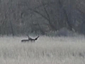 Monster Mule Deer | BahVideo.com