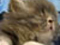 Sweet tired cat | BahVideo.com