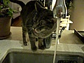 Los gatos NO saben beber agua | BahVideo.com