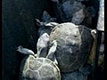 Des tortues sur le tarmac | BahVideo.com