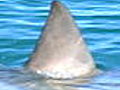 Shark Week Shark Tagging Explained | BahVideo.com