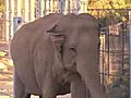 Elephant Goes for a Walk | BahVideo.com