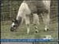 Llama Killed On Farm In Delmont | BahVideo.com