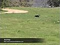 Best Hunt Dog Training San diego | BahVideo.com
