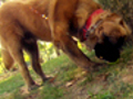 The Dog Who Eats Tennis Balls | BahVideo.com
