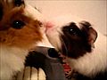 my guinea pig KISSING OR PLAYING part 1 2 | BahVideo.com