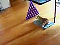 Cat Laser Bowling | BahVideo.com