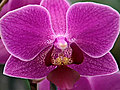 World amp 039 s Largest Orchid Farm | BahVideo.com