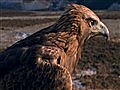 National Geographic Animals - Golden Eagle Vs  | BahVideo.com