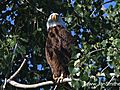 St Peter MN Eagle Finally Identified After  | BahVideo.com