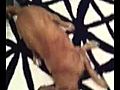 Dog dances to Jennifer Lopez get on the floor | BahVideo.com