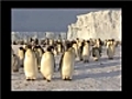 Antarctique manchots empereurs | BahVideo.com