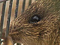 An Island Ark for Endangered Animals | BahVideo.com