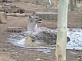 Hyena Plays In A Puddle | BahVideo.com