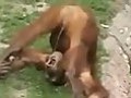 Monkey Peeing in His Own Mouth Lol | BahVideo.com