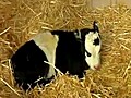 9RAW Rare panda cow born on US farm | BahVideo.com