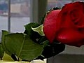 How to condition cut roses | BahVideo.com