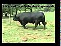 ABERDEEN ANGUS Bull | BahVideo.com