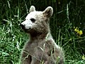 Bear Cub Lives With Family | BahVideo.com