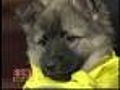 Friday Puppy Maura | BahVideo.com