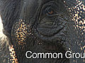 Common Ground- Human Elephant Conflict in Sri  | BahVideo.com
