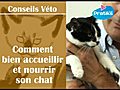 Comment bien accueillir et nourrir son chat | BahVideo.com