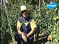 Les avantages d une culture sur BRF Bois  | BahVideo.com