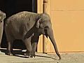 Asian Elephants Arrive at New Home | BahVideo.com