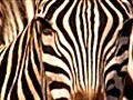 Zebras On the Move | BahVideo.com