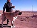 Leon Dog Kanga  | BahVideo.com