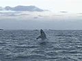 Best of Shark Week Air Jaws II Even Higher | BahVideo.com