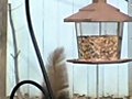 Spinning Squirrel | BahVideo.com