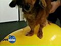 Learn about Pet Rehabilitation | BahVideo.com