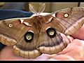 Giant Killer Moth | BahVideo.com