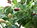 How to Care for Fuschia Plants | BahVideo.com