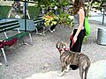 Pitbull Puppy and Boxer watching baseball toss  | BahVideo.com