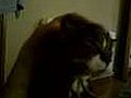 Tiger gets a head massage | BahVideo.com