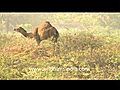 Camels in the Indian desert | BahVideo.com
