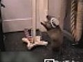 Star-Spangled Groundhog | BahVideo.com