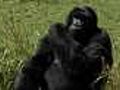 Rwanda gorilla population recovering | BahVideo.com