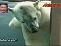 El oso Bromas | BahVideo.com