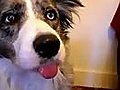 Dog Pokes Tongue Out On Cue | BahVideo.com