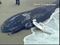 Beached whale on Jones Beach in Long Island | BahVideo.com