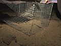 Kangaroo Rat Translocation and Conservation | BahVideo.com