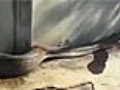 Snake Charmer | BahVideo.com