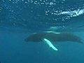 Scott Tucker Expedition New England Humpback Whales | BahVideo.com