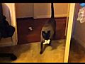 Halo Kitty Plays Fetch | BahVideo.com