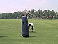 DeShaun Parker demonstrates how to sack a  | BahVideo.com