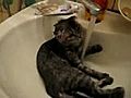 Cat Wash | BahVideo.com